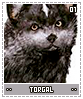 torgal01